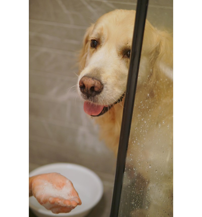 女人知己試用大隊,口碑行銷,部落客行銷,Downy Belly毛肚子,Downy Belly 保濕滋養胺基酸洗毛精,紅球薑淨膚配方,Downy Belly 保濕滋養胺基酸洗毛精-紅球薑淨膚配方,洗品天生防禦力，皮膚天生就很強,除了洗乾淨，其他的真的先不用,胺基酸清潔因子,好的界面活性劑，才能好洗,好沖淨,不易殘留,適量的細緻泡泡,狗貓皆適用,加拿大毒物學家安全把關,100%環保回收料再製瓶器,零廢棄為目標,低敏洗毛精,寵物訓練師好評,Downy Belly毛肚子,Downy Belly 皮膚救急胺基酸洗毛精,IPMP舒緩配方,Downy Belly 皮膚救急胺基酸洗毛精-IPMP舒緩配方,洗品天生防禦力,皮膚天生就很強,除了洗乾淨,其他的真的先不用,胺基酸清潔因子,APG+胺基酸清潔因子,IPMP高安全的成分,好的界面活性劑,才能好洗、好沖淨、不易殘留,適量的細緻泡泡,狗貓皆適用,加拿大毒物學家安全把關,100%環保回收料再製瓶器,零廢棄為目標,低敏洗毛精,寵物訓練師好評